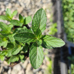 Мята Шведский лимон - Долина роз фото 2