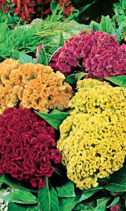 Целозия гребенчатая КОРАЛЛОВЫЙ САД МИКС Яркие эффектные гребешки!