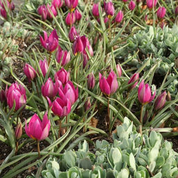 Тюльпан Истерн Стар