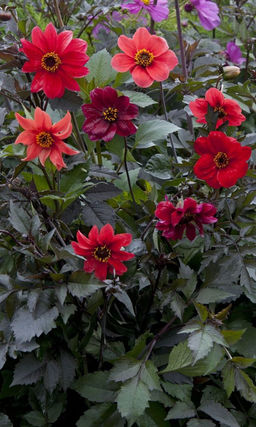 Георгина КРОВАВАЯ МЕРИ Яркое пятно вашего сада!