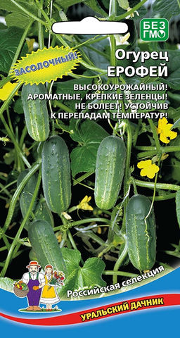 Огурец ЕРОФЕЙ Супер засолочный сорт! Ароматные, крепкие зеленцы! Не болеет! Устойчив к перепаду температур!