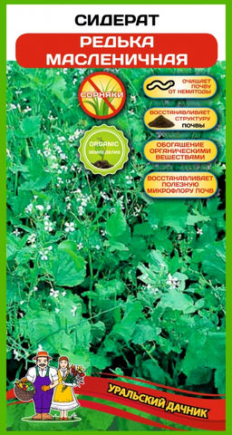 Сидерат РЕДЬКА МАСЛЕНИЧНАЯ 100 г