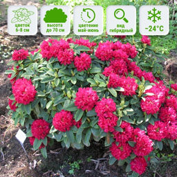 Рододендрон Брисанз