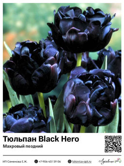 Тюльпан Black Hero (Махровый поздний)