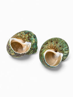 Цена за 2 шт. Набор ракушек декоративных, длина 4-5 см. ширина 2 см, 2 шт