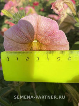 Петуния Лулу Коктейль каскадная нежно-розовая - Партнер фото 8