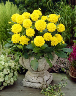 ГЕОРГИНА Сиса Разбор I Кол-во упак., шт 1