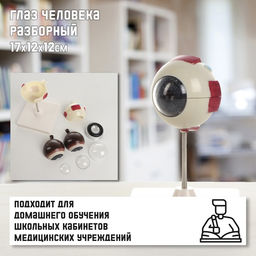 Анатомическая модель «Макет глаза человека», разборный, 17×12×12 см