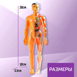 Набор для опытов Строение тела, анатомия человека - Эврики фото 2
