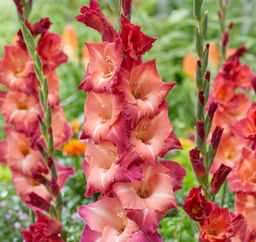 ГЛАДИОЛУС Окасо Разбор 10/12 Кол-во упак., шт 8