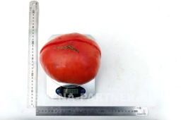 Томат Легенда Коктебеля - Партнер фото 7