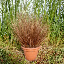 Осока Милк Чоколейт