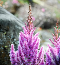 Астильба Pumila (Китайская) - Голландские луковицы фото 2