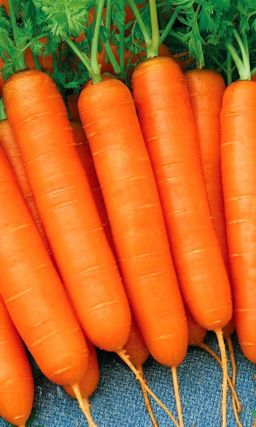 Морковь КАЛЛИСТО F1  сладкая! В любое лето с урожаем! Идеально для соков и пюре! Хранится до нового урожая!