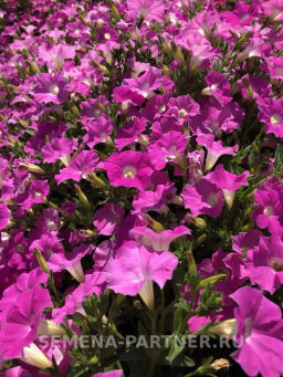 Петуния МиМи Николь каскадная византийский розовый - Партнер фото 5