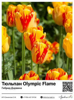 Тюльпан Olympic Flame (Гибрид Дарвина)