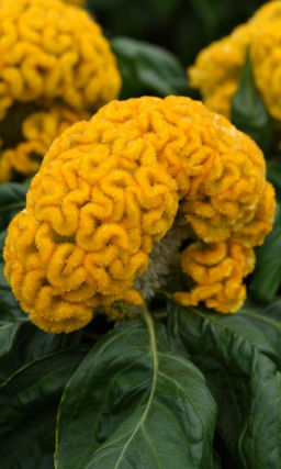 Целозия гребенчатая ЗОЛОТОЙ КОРАЛЛ Яркие эффектные соцветия!