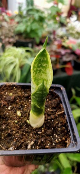 скрыт Сансевиерия Футура суперба Горшок 0,4 - 1000корней фото 5