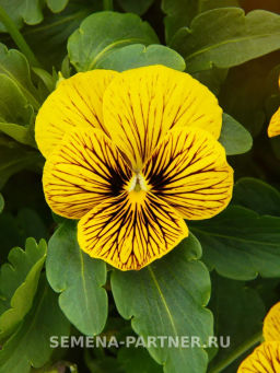 Виола Соблазн Шерхан - Партнер фото 4