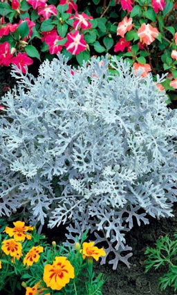Цинерария АЛМАЗНАЯ ПУДРА Сверкающее обрамление цветника!
