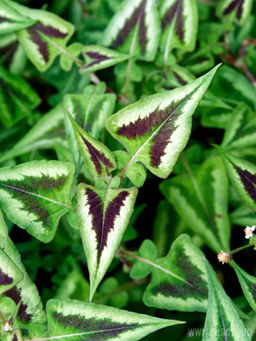 Персикария Горец Purple Fantasy (Мелкоголовая) - Голландские луковицы фото 3