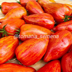 Гном Пятнистый каменистый ручей НОВИНКА 2025 года!