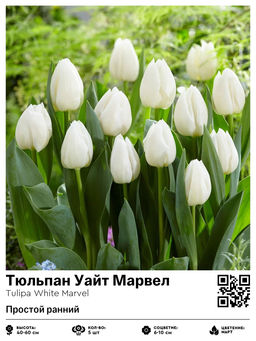 Тюльпан White Marvel (Простой ранний) - Голландские луковицы фото 2