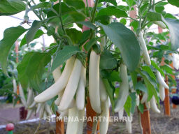 Баклажан Мотя - Партнер фото 2