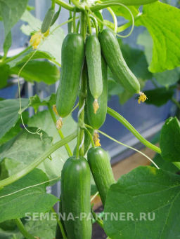 Огурец партенокарпический Маринин - Партнер фото 4