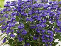 Кариоптерис кландоненский Кев Блю