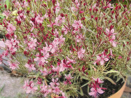 Гаура Гамбит Вариегата Биколор - Долина роз фото 2