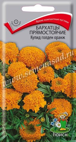 Бархатцы прямостоячие (Тагетес прямостоячий) Купид голден оранж ( ЦВ) (1) 0,2гр.