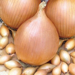 Севок Стурон 2 группа 0,9 кг Чувашия