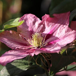 Клематис Розамунда - Долина роз фото 4