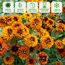 Рудбекия Чероки Сансет