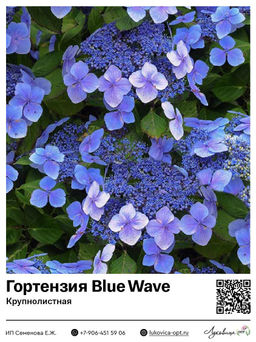 Гортензия крупнолистная Blue Wave (Блю Вейв)