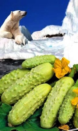 Огурец МИШКА НА СЕВЕРЕ F1 Небывалая урожайность! Экзотический вид! Великолепный вкус и аромат! Не болеет!