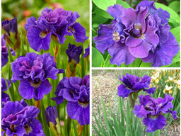 Ирис Concord Crush (Конкорд Краш)