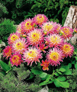 НАРЦИСС Фулл Хаус Разбор 12/14 Кол-во 
 упак., шт 5 - Волжский сад фото 2