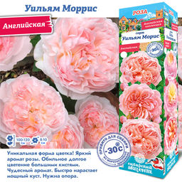 Роза Уильям Моррис (Английская) 1шт