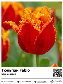 Тюльпан Fabio (Бахромчатый)