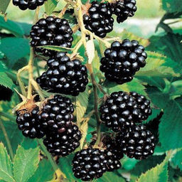 Ежевика Черный сатин (коробка) 1шт