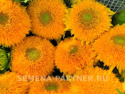 Подсолнечник однолетний декоративный Дабл Делайт - Партнер фото 3