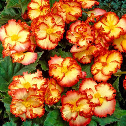 БЕГОНИЯ Криспа Маргината Йелоу/Рэд Разбор 5/6 Кол-во упак., шт 3