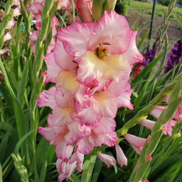 Гладиолус Присцилла 5 шт - Долина роз фото 3