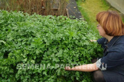 Петрушка листовая Итальянский гигант - Партнер фото 3