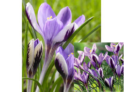 Крокус Spring Beauty (Спринг Бьюти) 5 шт - Долина роз фото 3