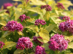 Спирея японская Макрофила