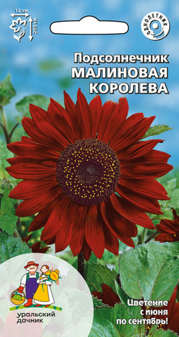Подсолнечник МАЛИНОВАЯ КОРОЛЕВА Бархатные гиганты для изгороди!