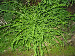 Кочедыжник Frizelliae (Женский) - Голландские луковицы фото 2